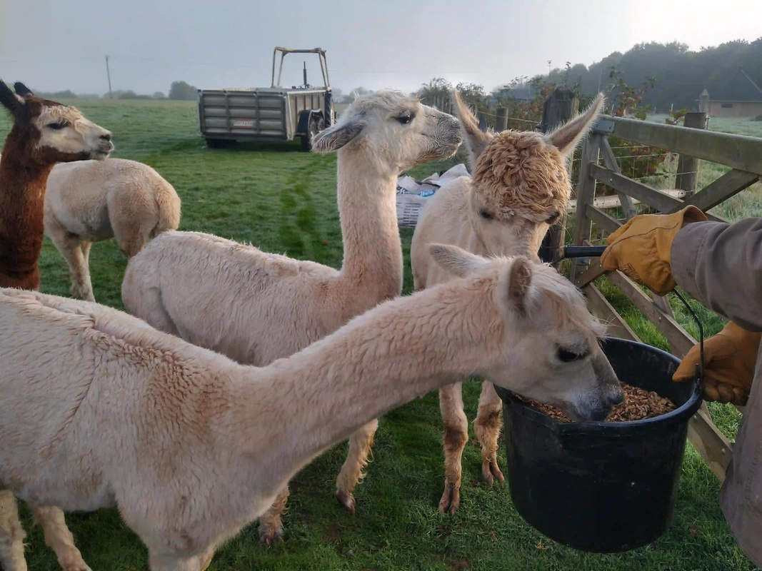 alpaca feeding at Middle Stone Farm