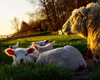 Sheep on Somerset Farm Stay