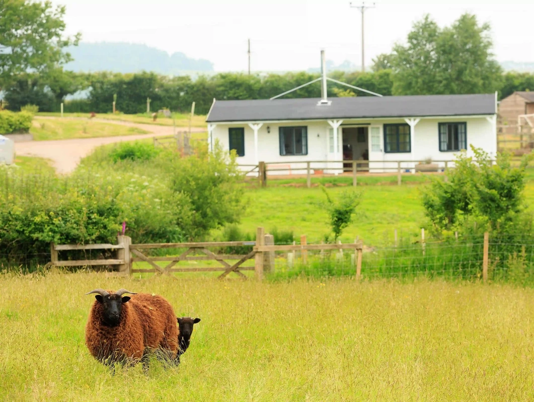 family glamping cabin with sheep on the farm