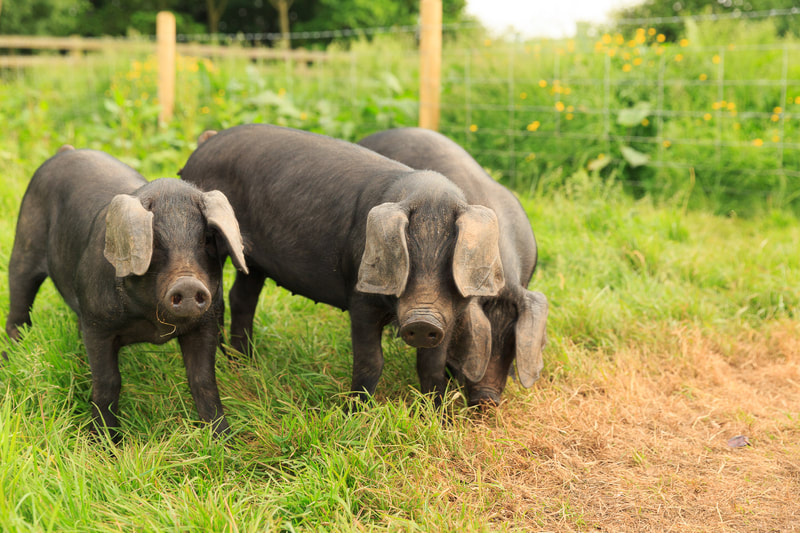 Devon pigs at the farm stay somerset