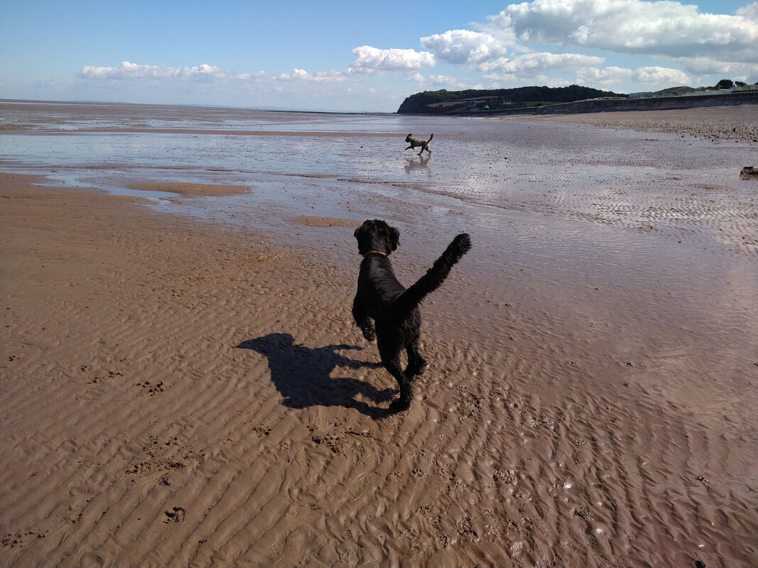 Dog friendly beaches Somerset