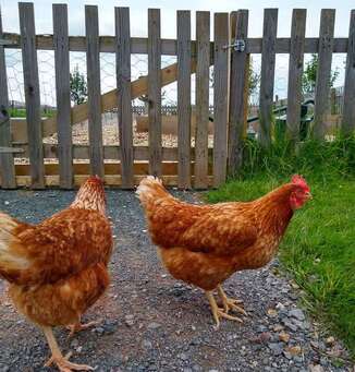 Chickens on the farm 