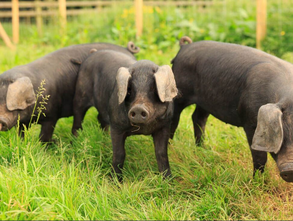 Devon pigs