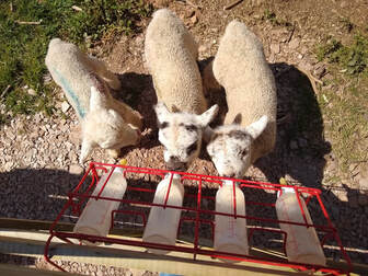 orphan lambs