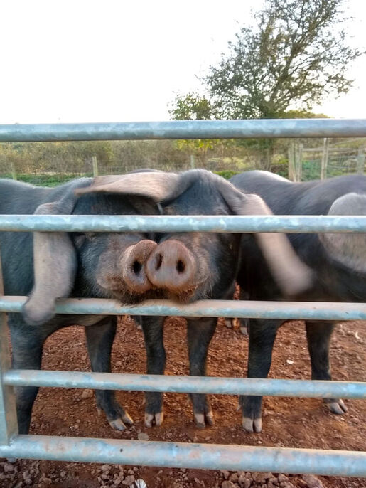 Black Devon pigs