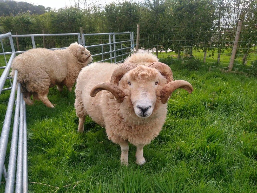 Exmoor horn sheep
