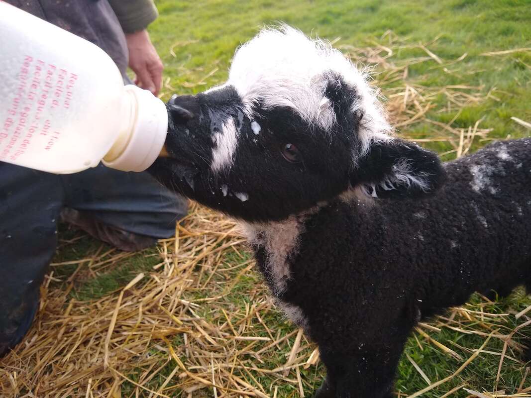 lamb feeding farm cottage holiday