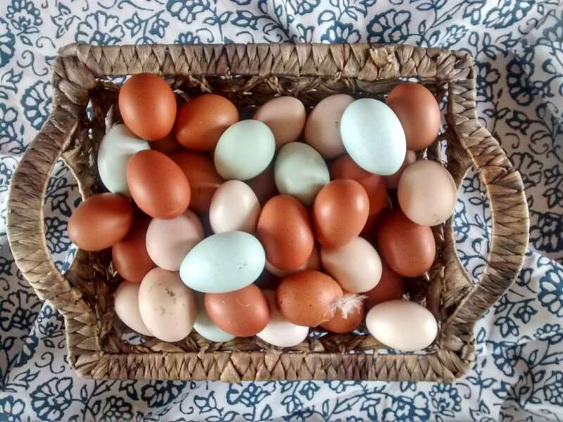 Eggs from our free range hens