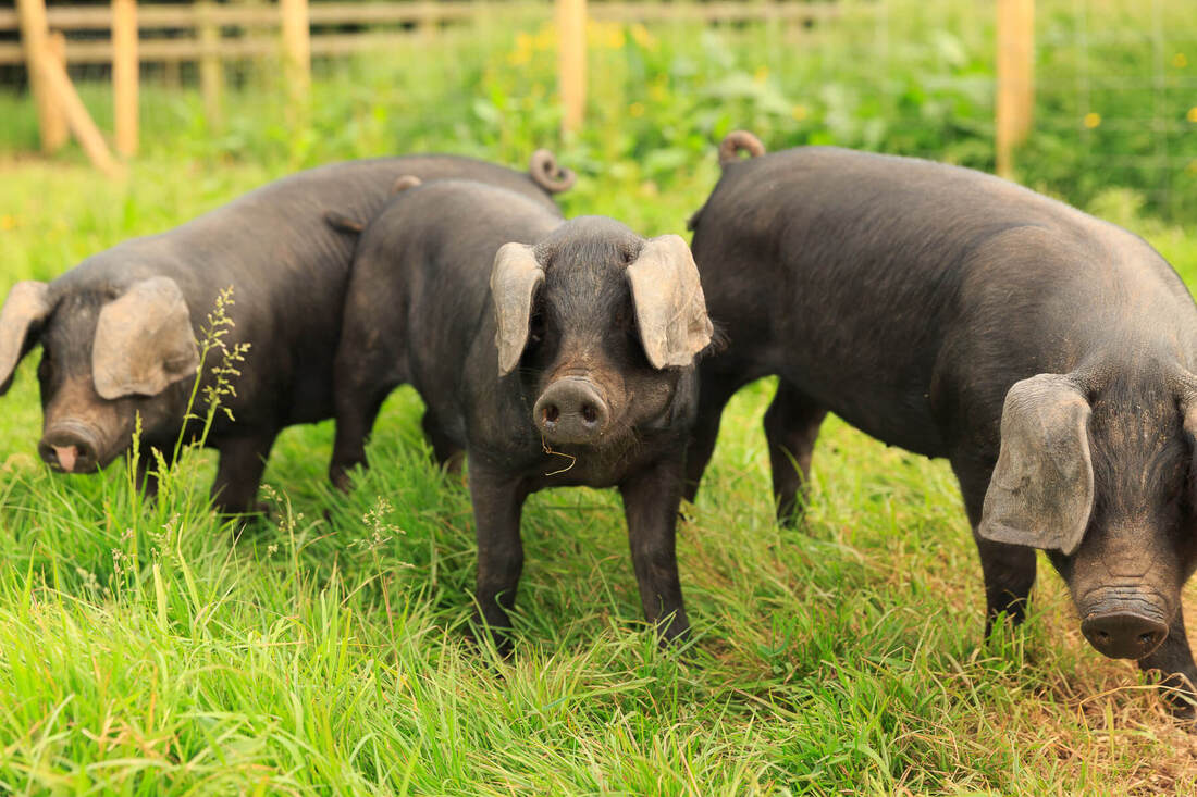 Devon pigs on the farm 
