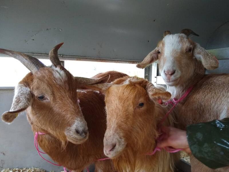meet the goats during your farmstay glamping holiday 