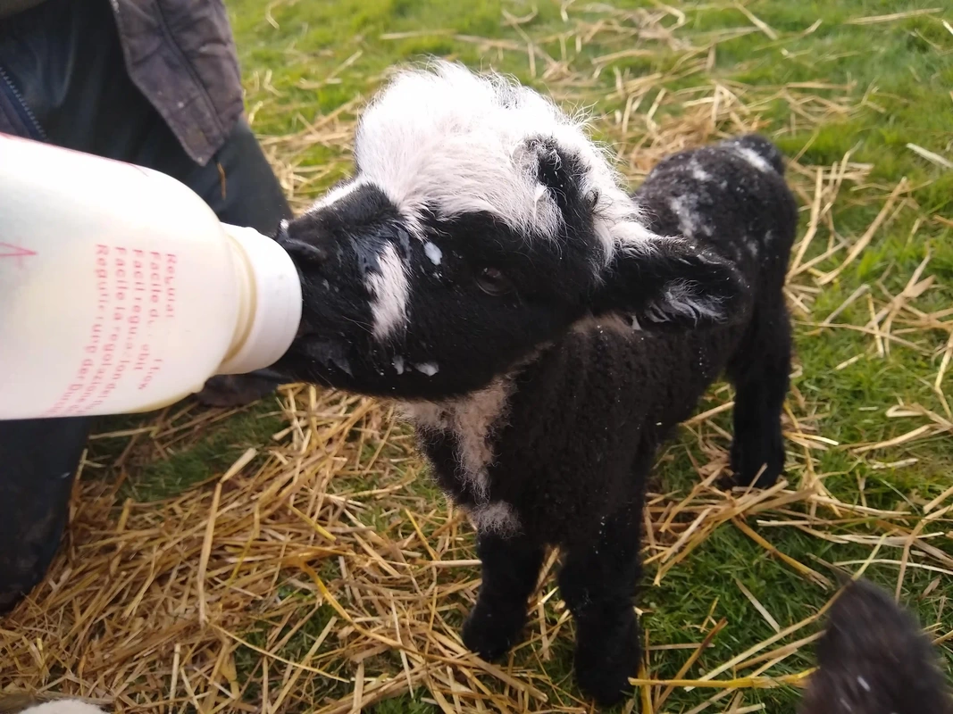 lamb bottle feeding on the farm