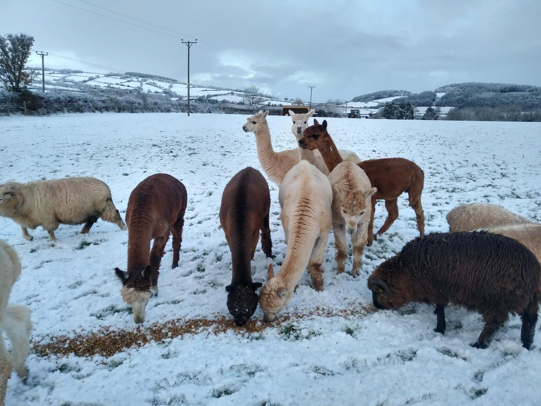 alpacas in the snow, Christmas farm stay middle stone farm