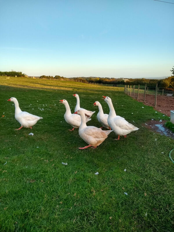 friendly geese farmstay 