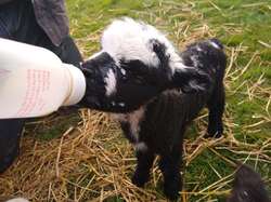 feed the lambs during your farm stay