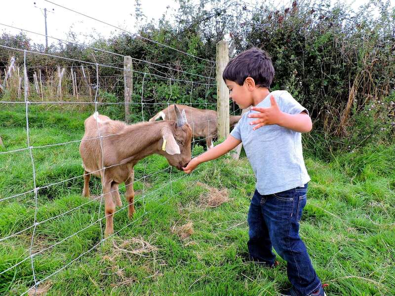 farm stay meet the goats