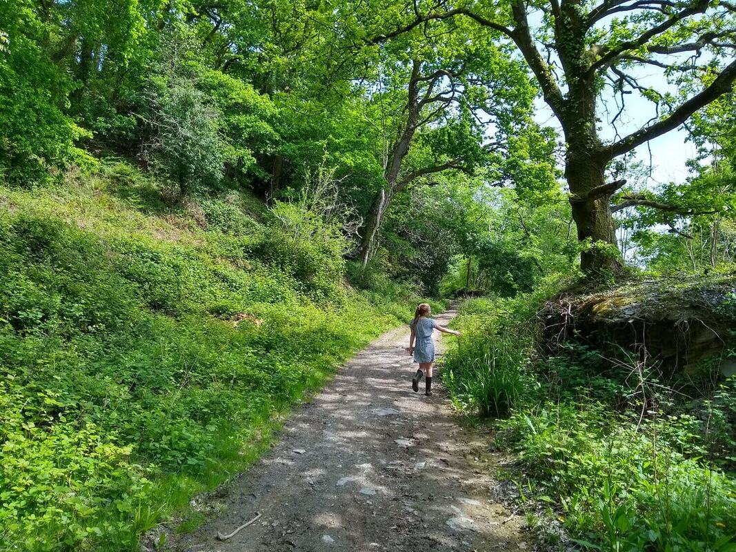 woodland walks Somerset
