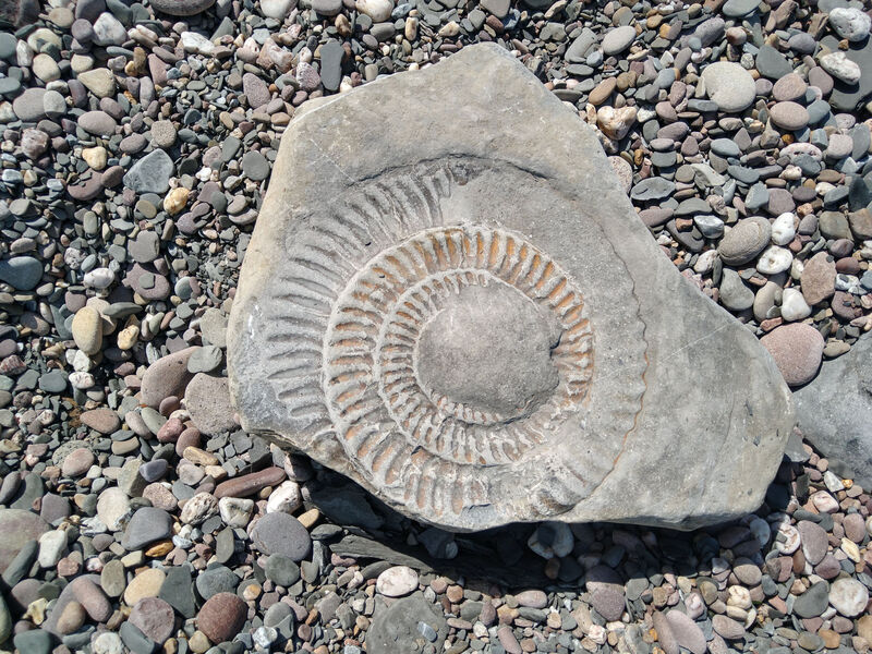Fossil beach, Kilve Somerset