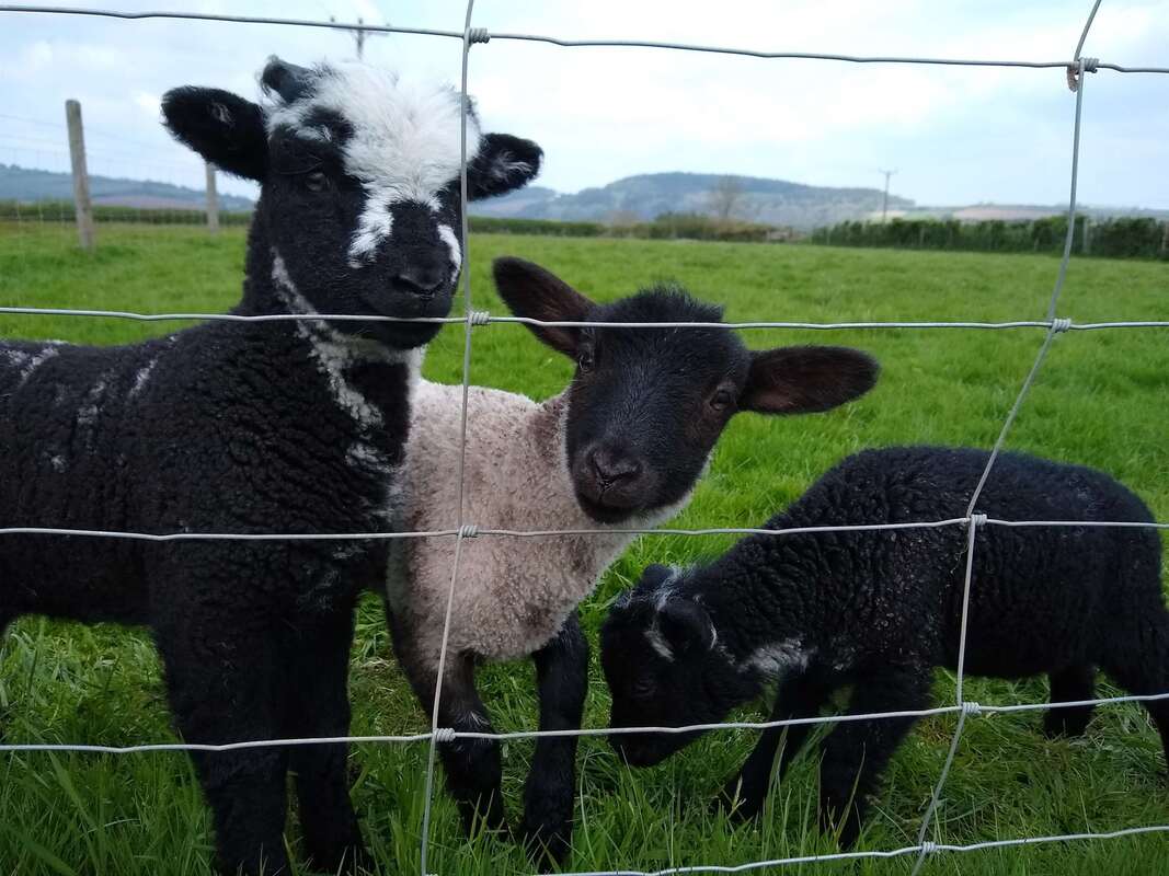 Lambs on the farm