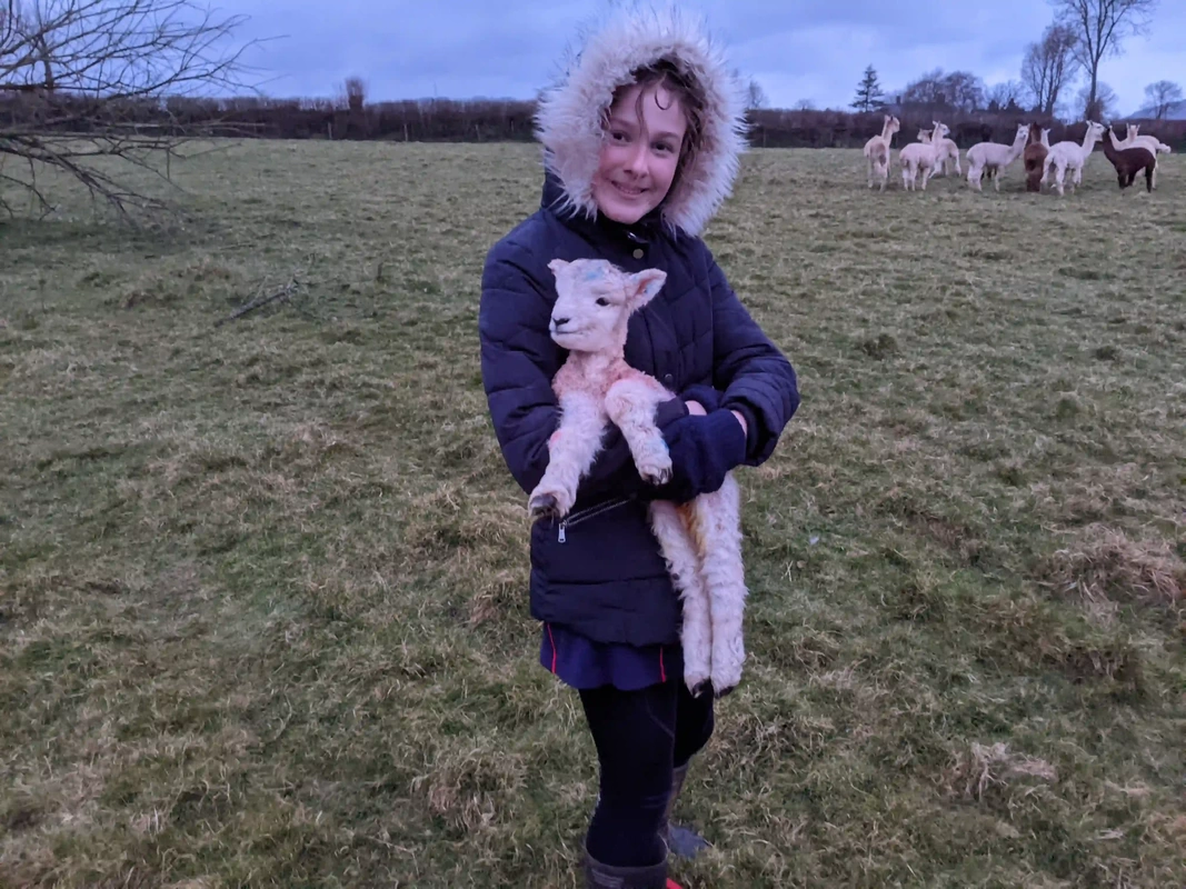 Lambing farm stay holiday