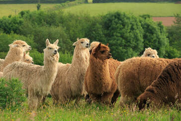 Alpacas on the Farm