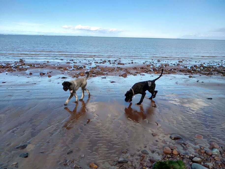 Dog friendly beach Somerset