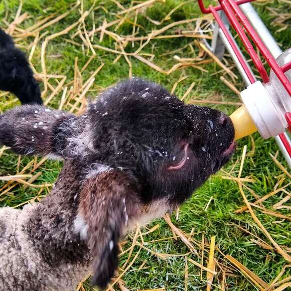 Farm holiday lamb feeding