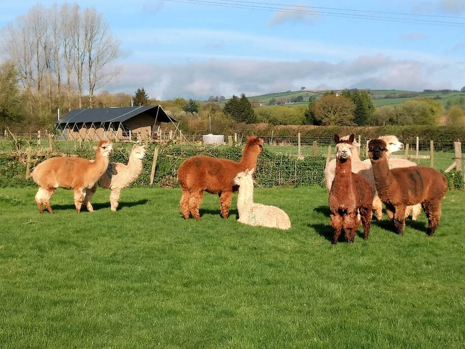 Farm glamping with animals alpaca