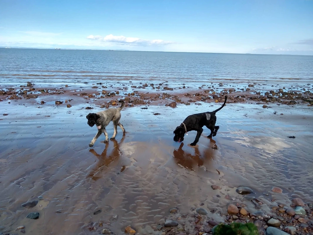 Dog friendly beach